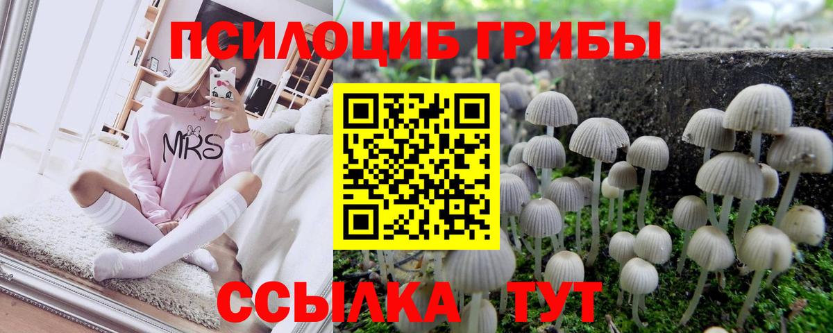 Галлюциногенные грибы Psilocybe Саратов